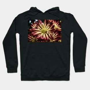 Sunset Mums - Chrysanthemums Hoodie